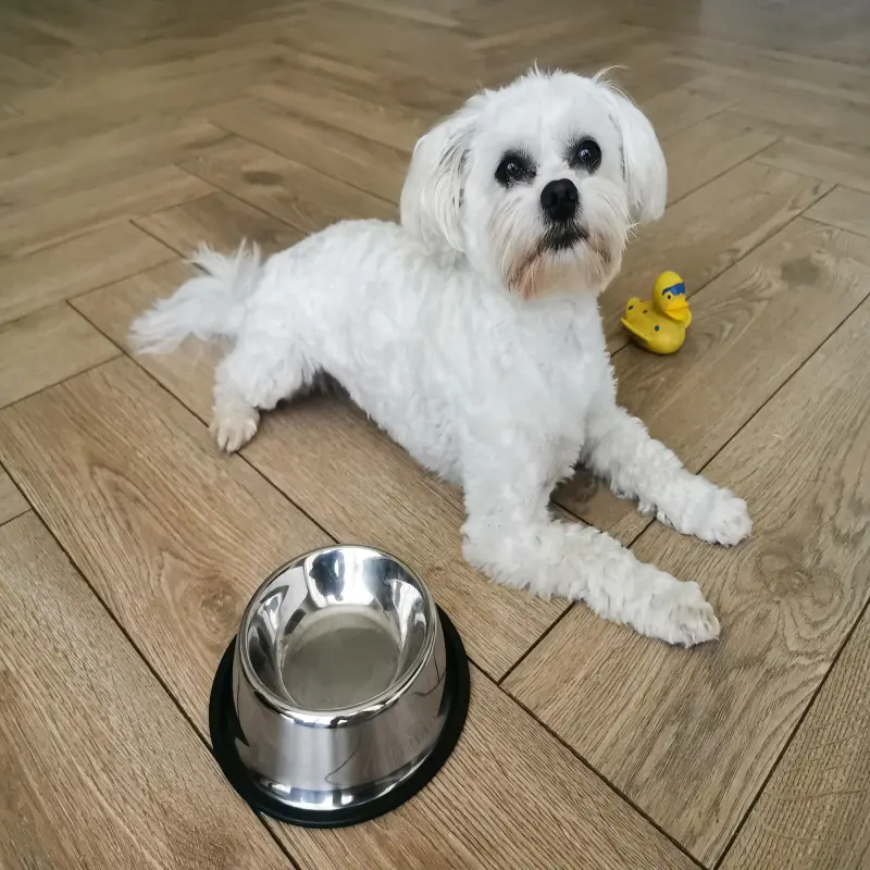 Castron metalic pentru hranire animale de companie - 29cmv